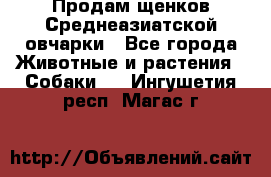 Продам щенков Среднеазиатской овчарки - Все города Животные и растения » Собаки   . Ингушетия респ.,Магас г.